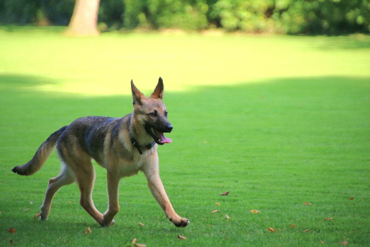 Hundewiese Eickhorst